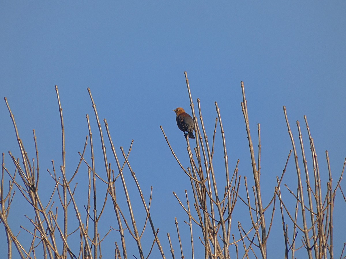 Rusty Blackbird - ML644113321