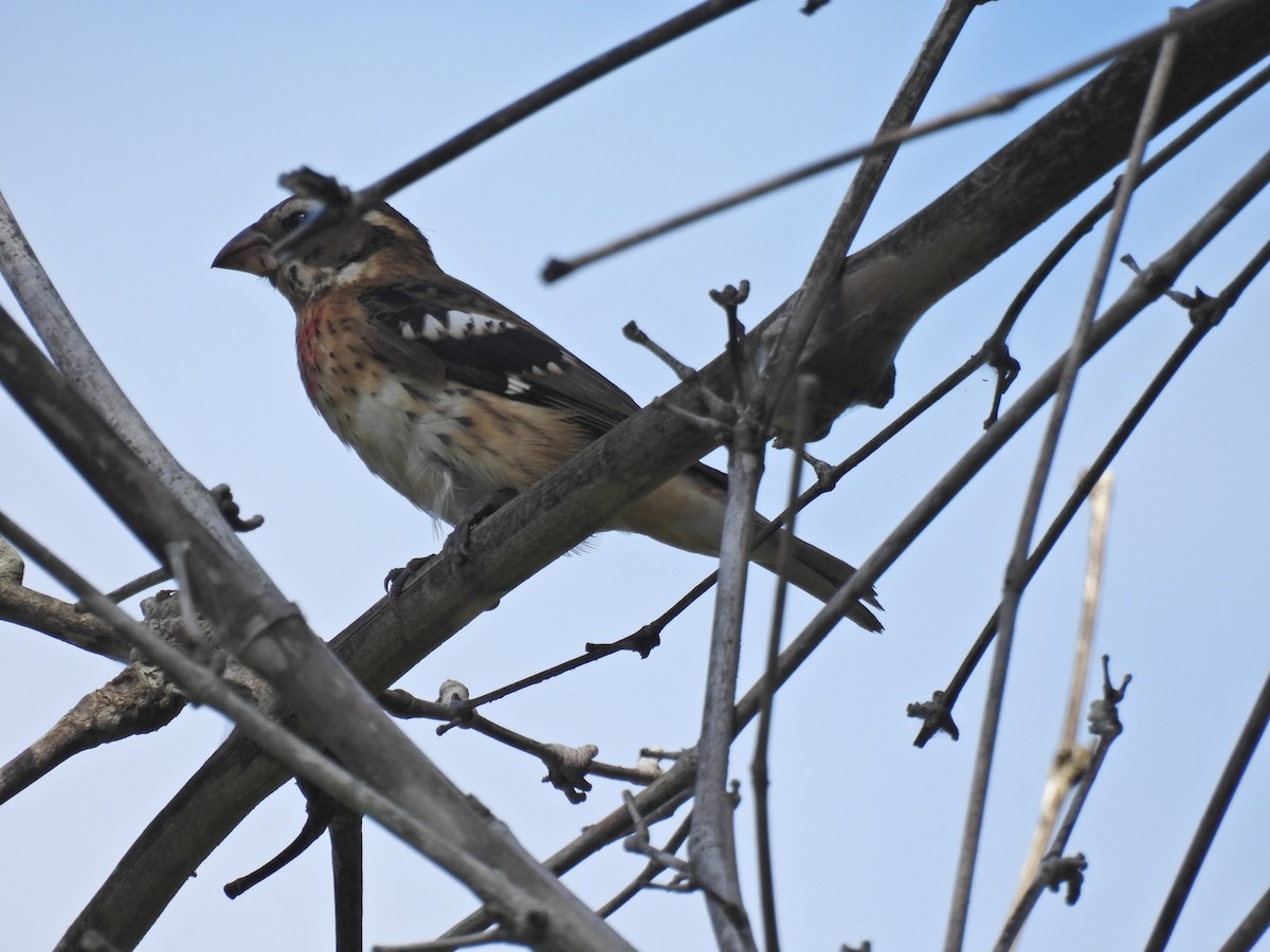 Rose-breasted Grosbeak - ML644113322