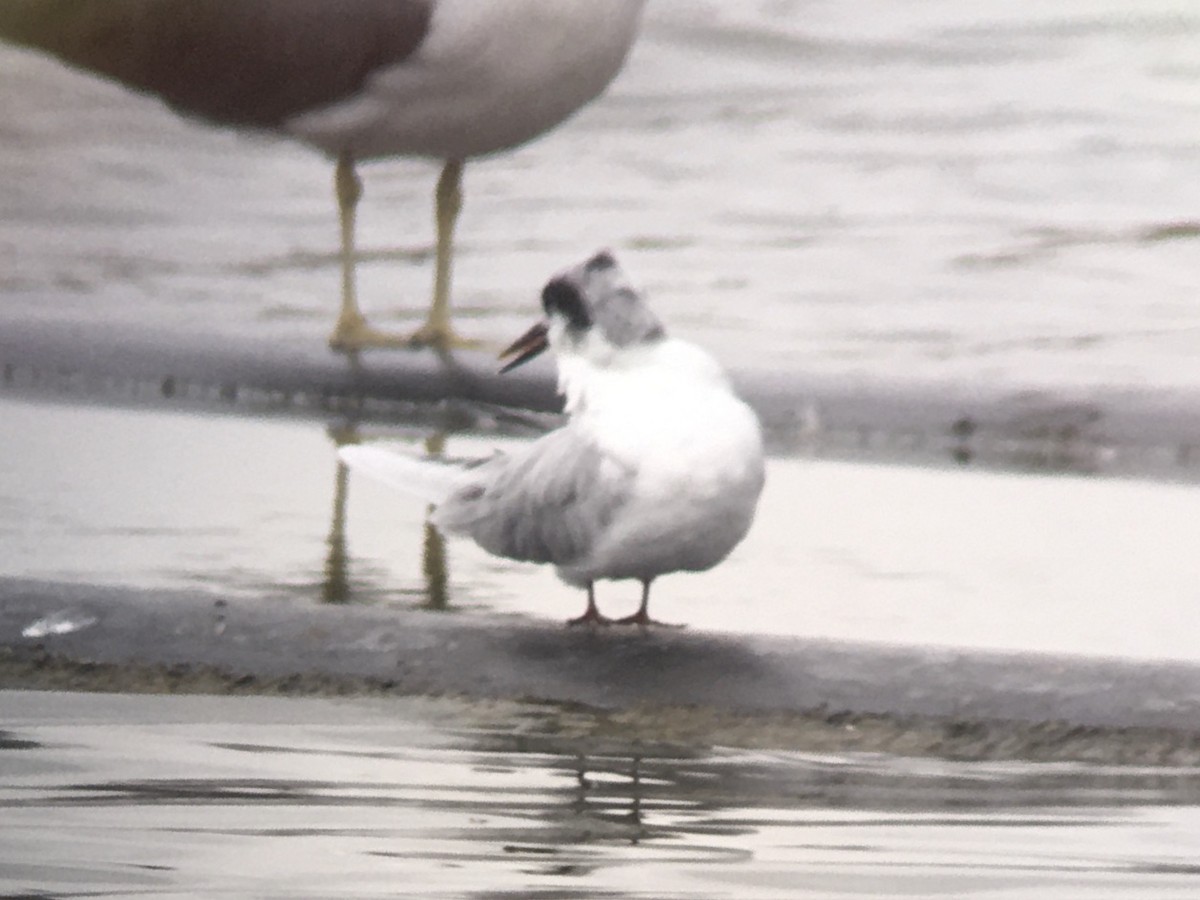 Forster's Tern - ML644113323