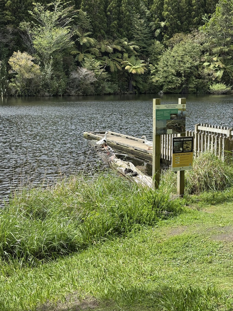 Mallard (Domestic type) - ML644113330