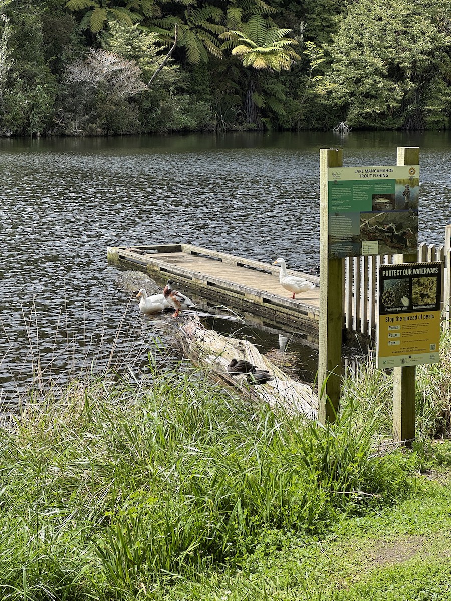 Mallard (Domestic type) - ML644113331