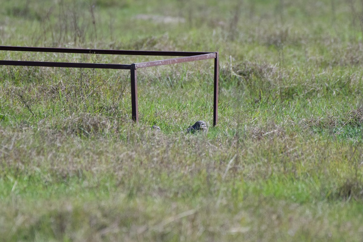 Burrowing Owl (Florida) - ML644113335