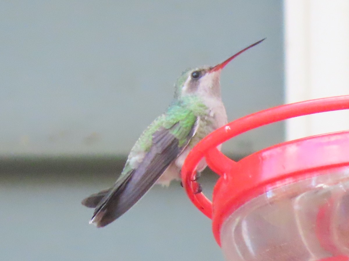 Broad-billed Hummingbird - ML644113339