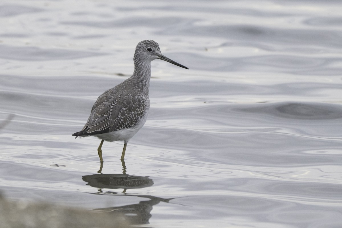 Greater Yellowlegs - ML644113342