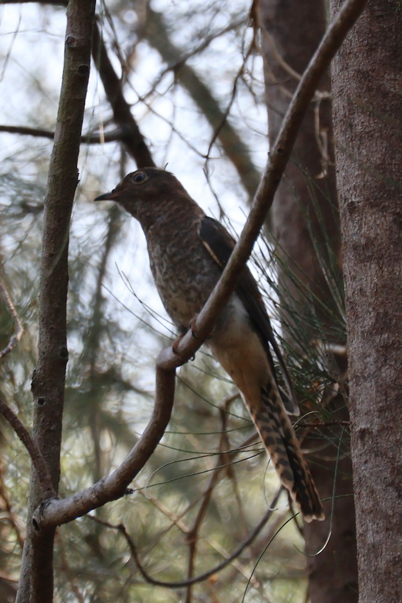 Fan-tailed Cuckoo - ML644113346