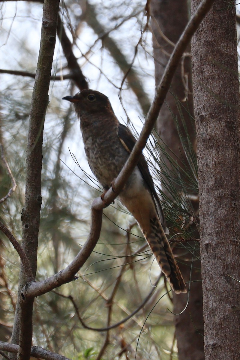 Fan-tailed Cuckoo - ML644113347