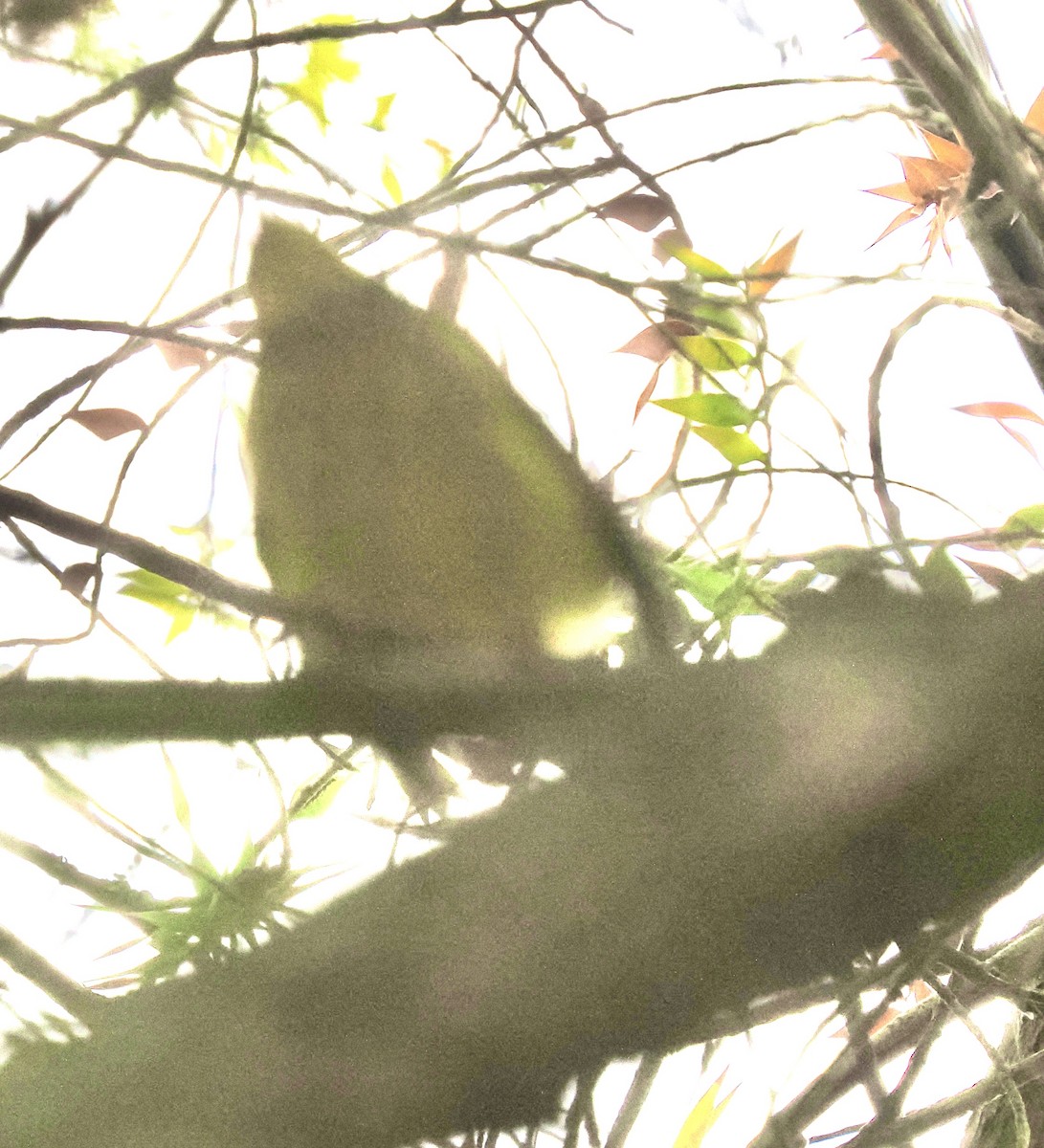 Canada Warbler - ML644113366