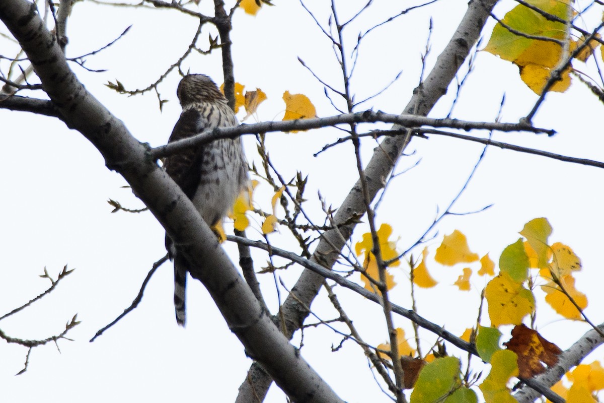 Accipitrine hawk sp. (former Accipiter sp.) - ML644113371
