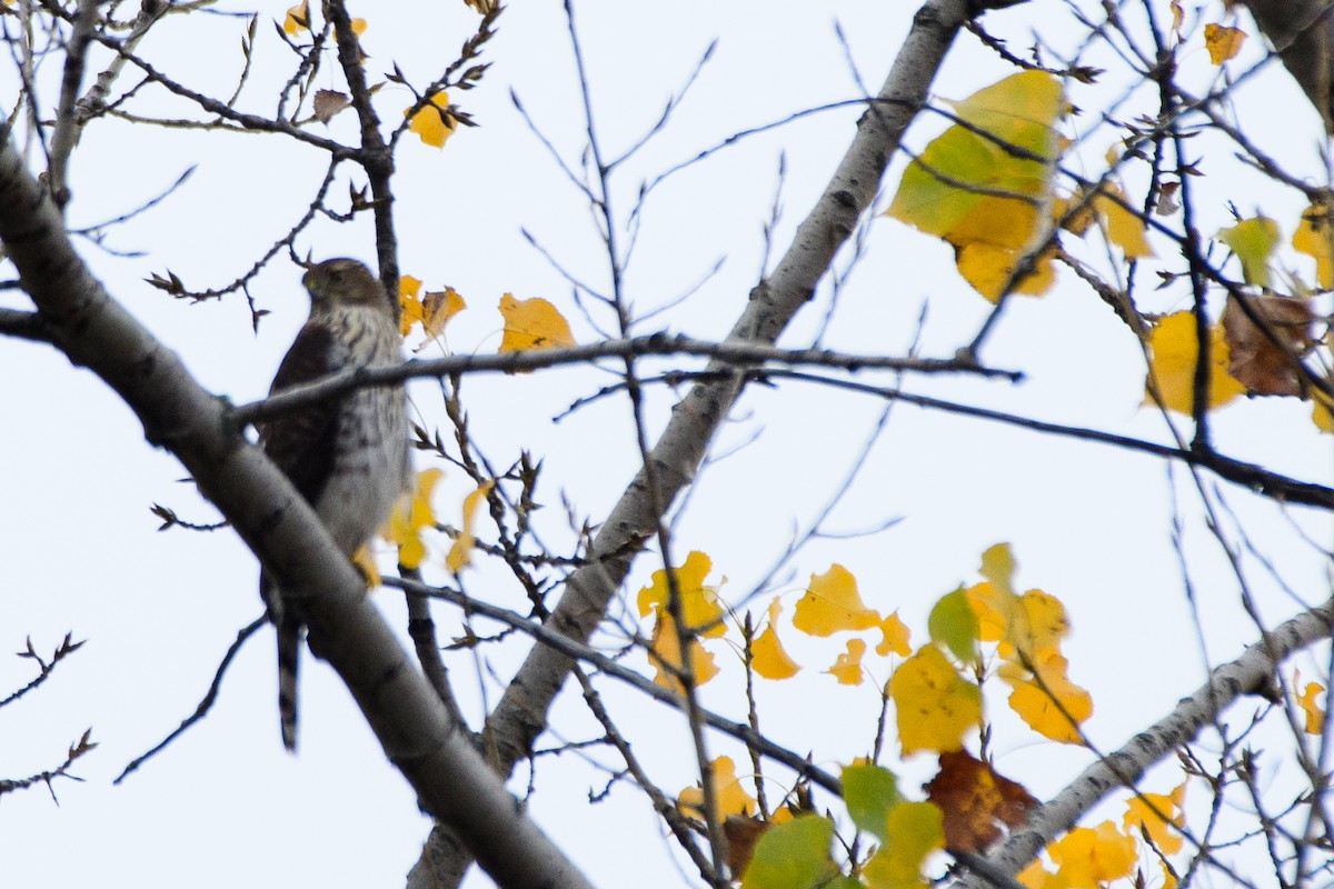 Accipitrine hawk sp. (former Accipiter sp.) - ML644113372