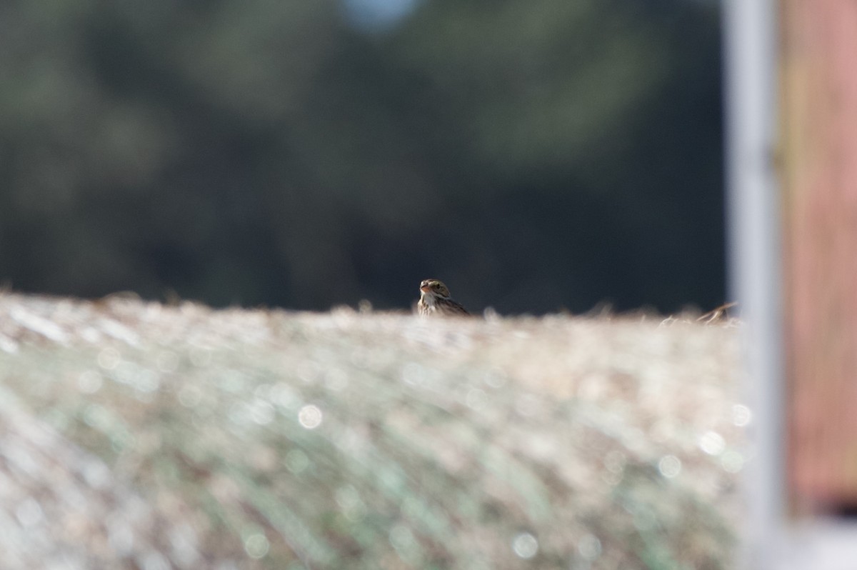 Savannah Sparrow - ML644113373