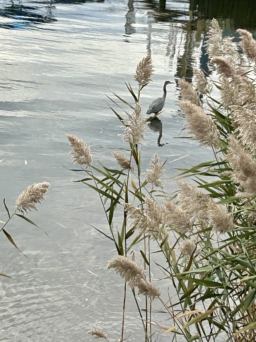Great Blue Heron - ML644113374