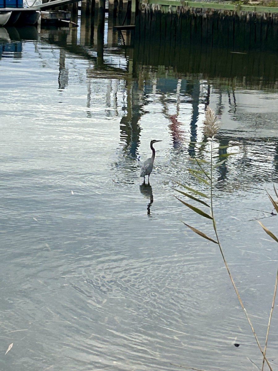 Great Blue Heron - ML644113375