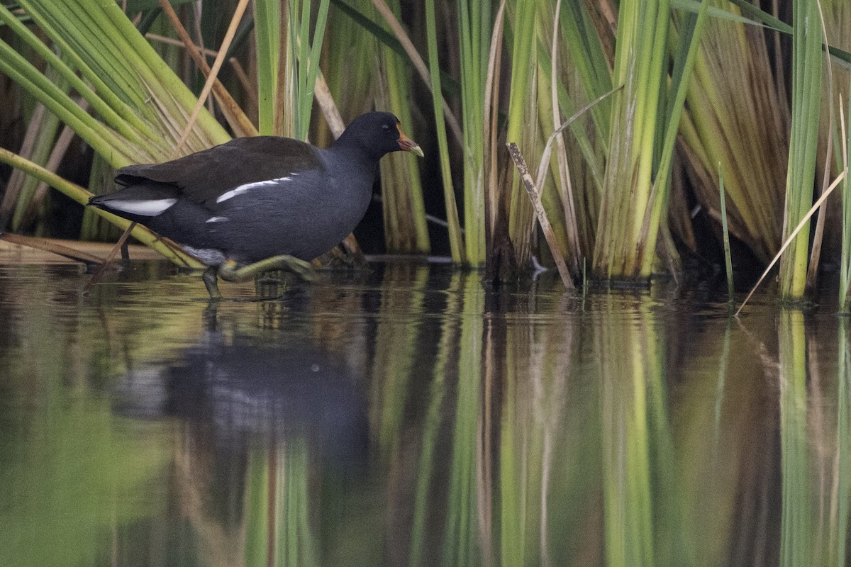 Gallinule d'Amérique (groupe galeata) - ML644113378