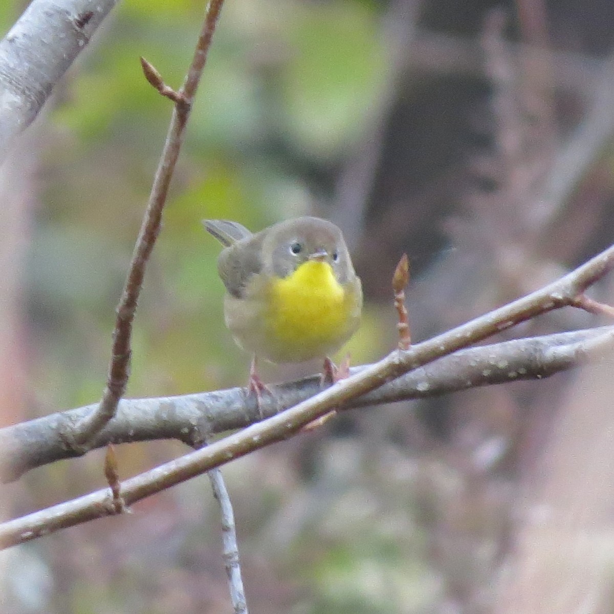 Common Yellowthroat - ML644113386
