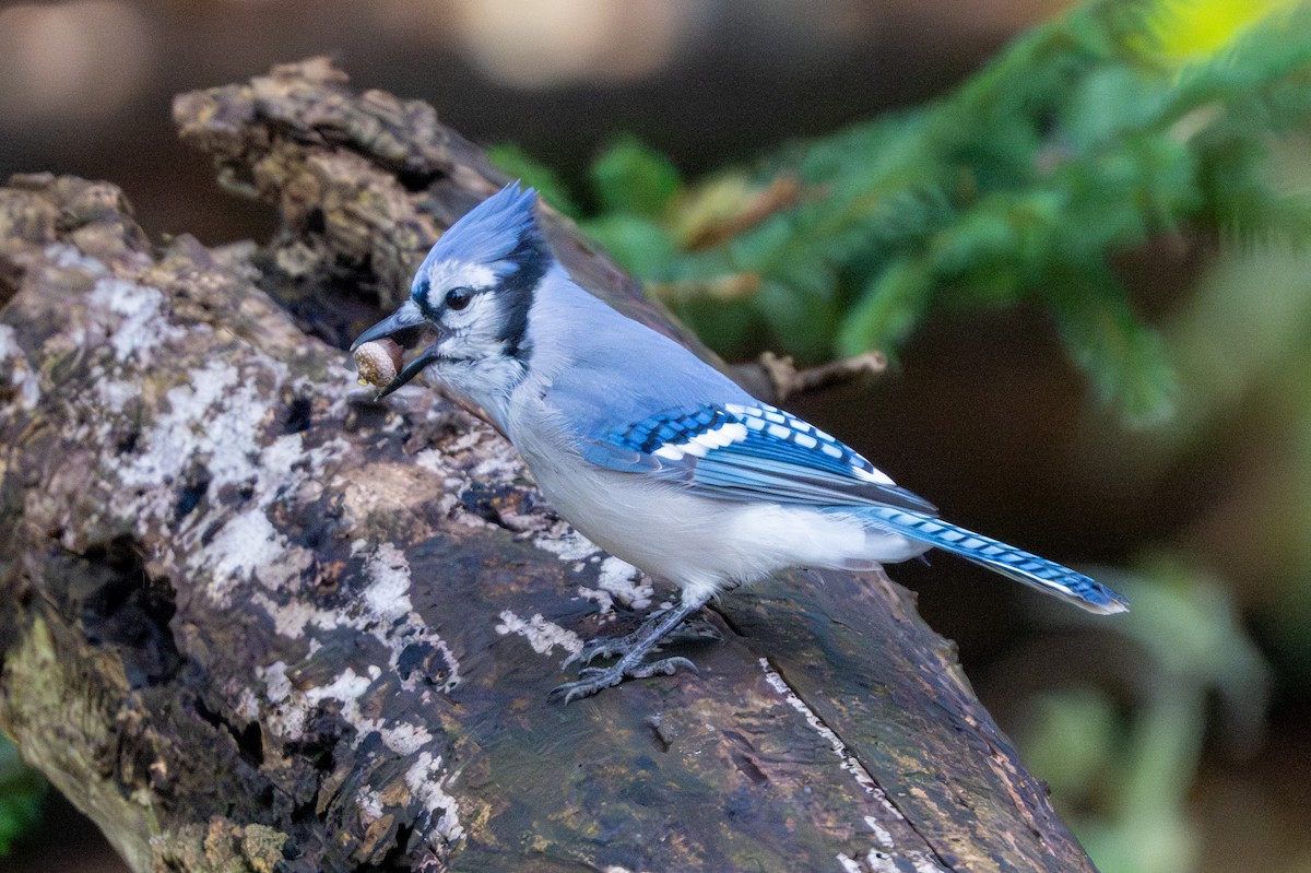 Blue Jay - ML644113393