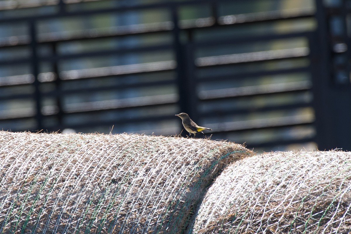 Palm Warbler - ML644113397