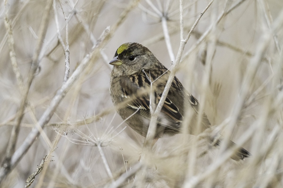Golden-crowned Sparrow - ML644113408