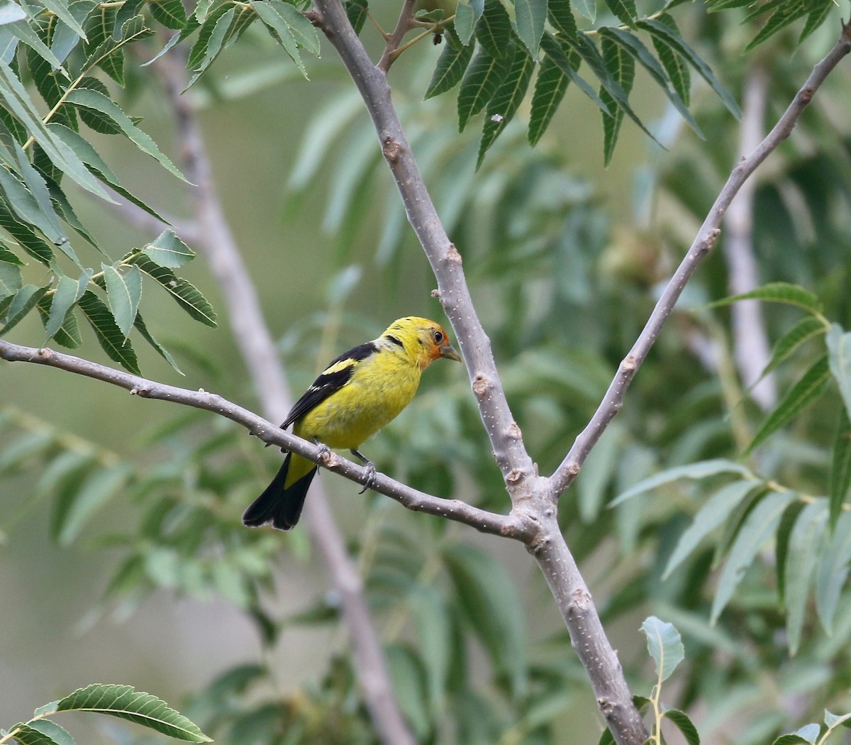 Western Tanager - ML644113416