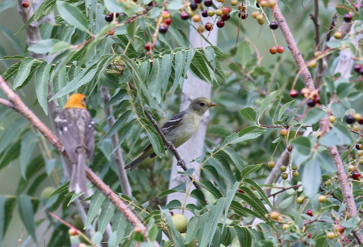 Western Tanager - ML644113418