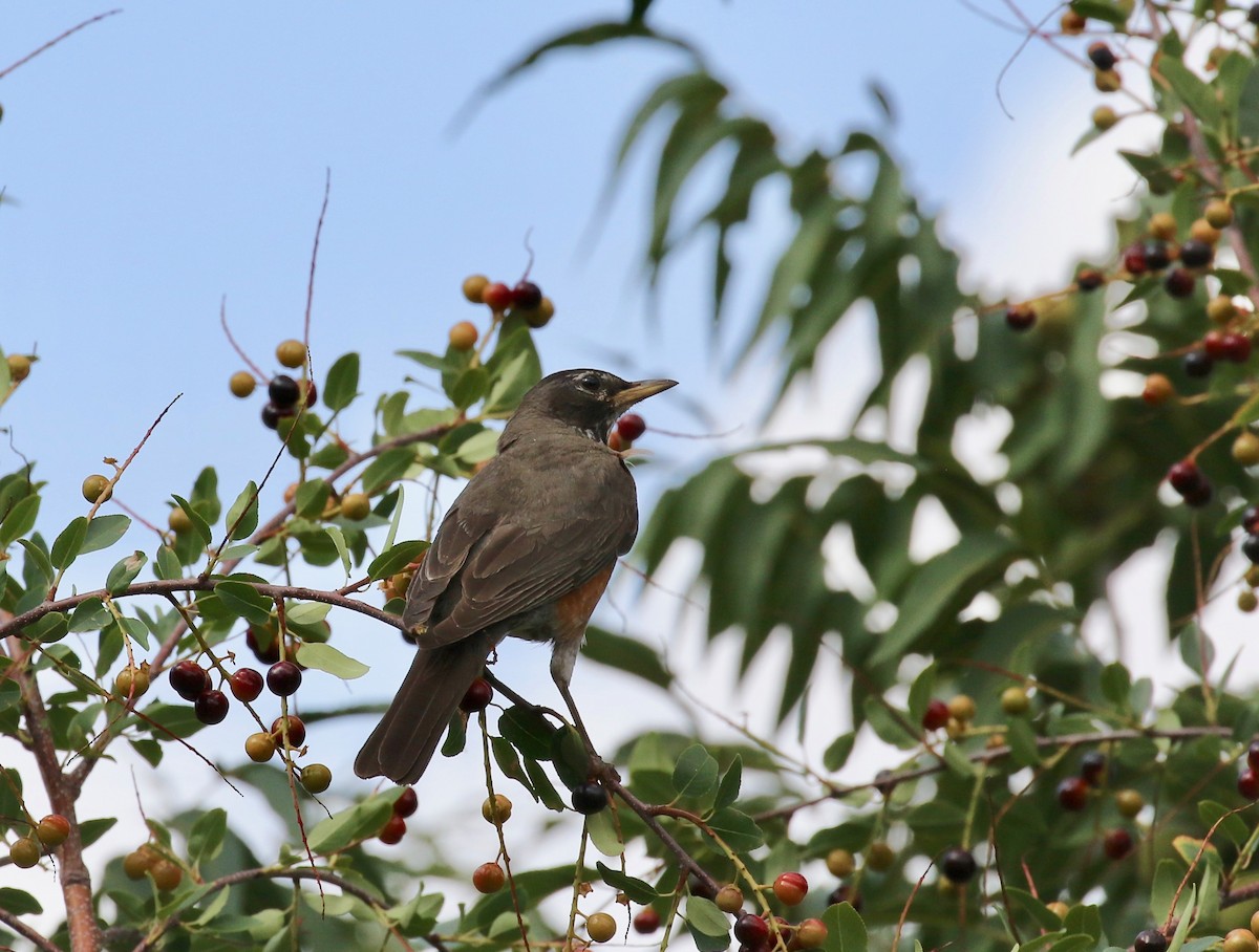 American Robin - ML644113469
