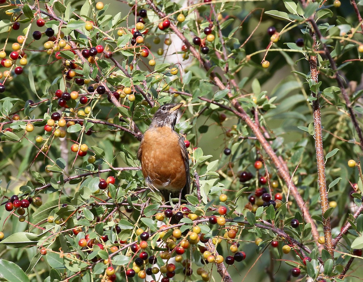 American Robin - ML644113470