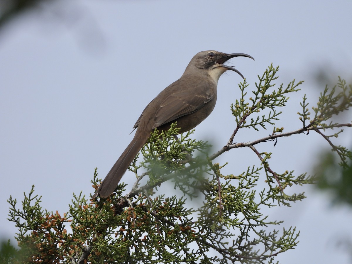 California Thrasher - ML644113489