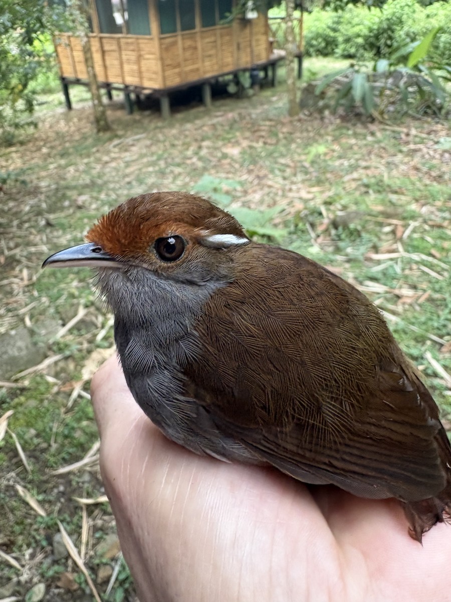 Slaty Gnateater - ML644113493