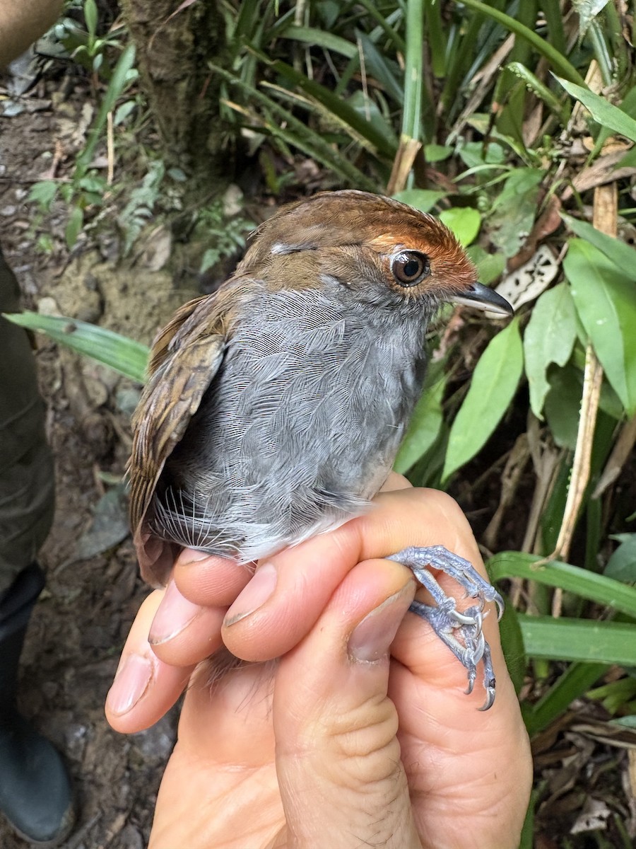 Slaty Gnateater - ML644113494