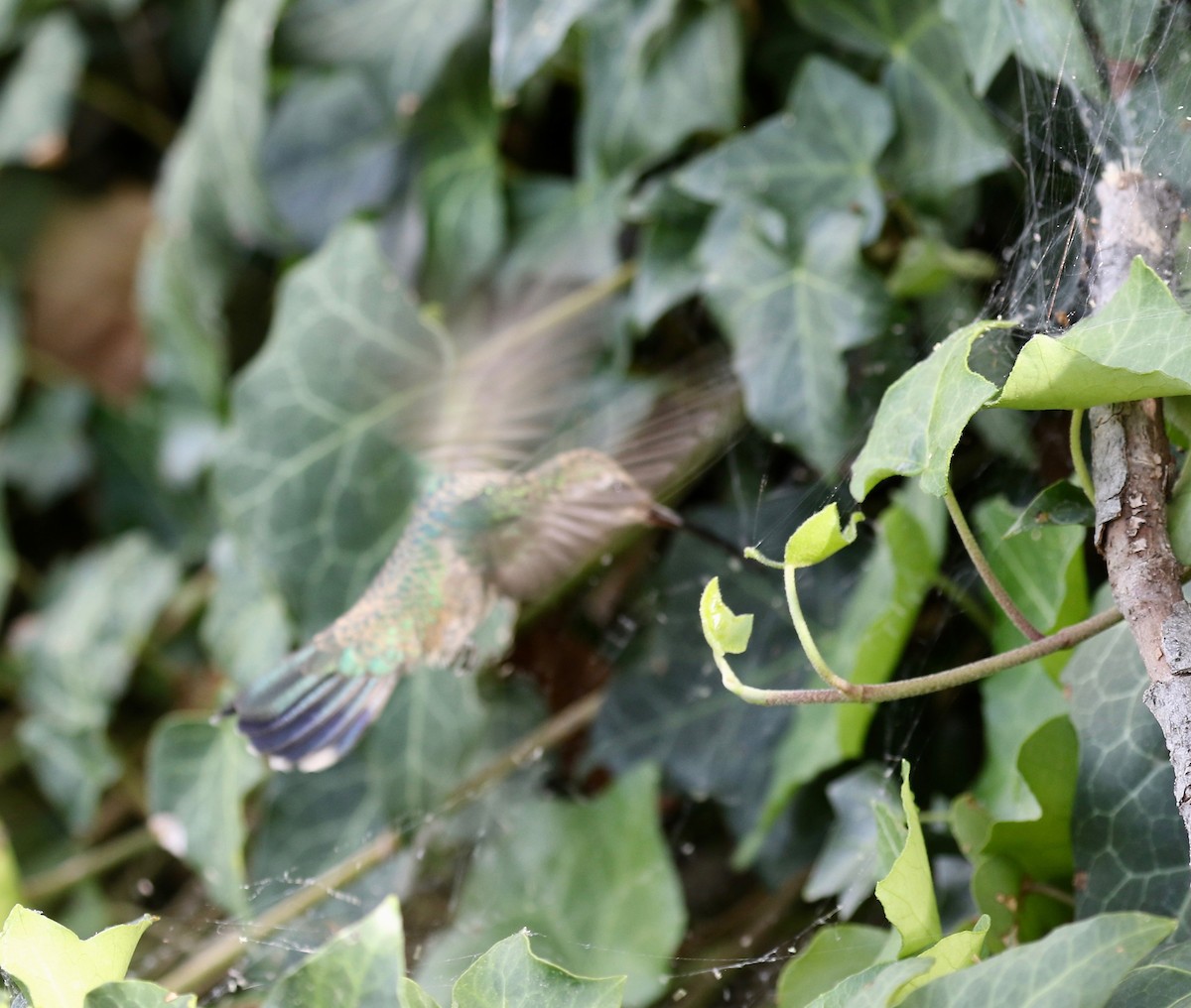 Broad-billed Hummingbird - ML644113502