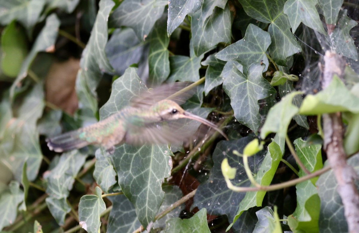 Broad-billed Hummingbird - ML644113503