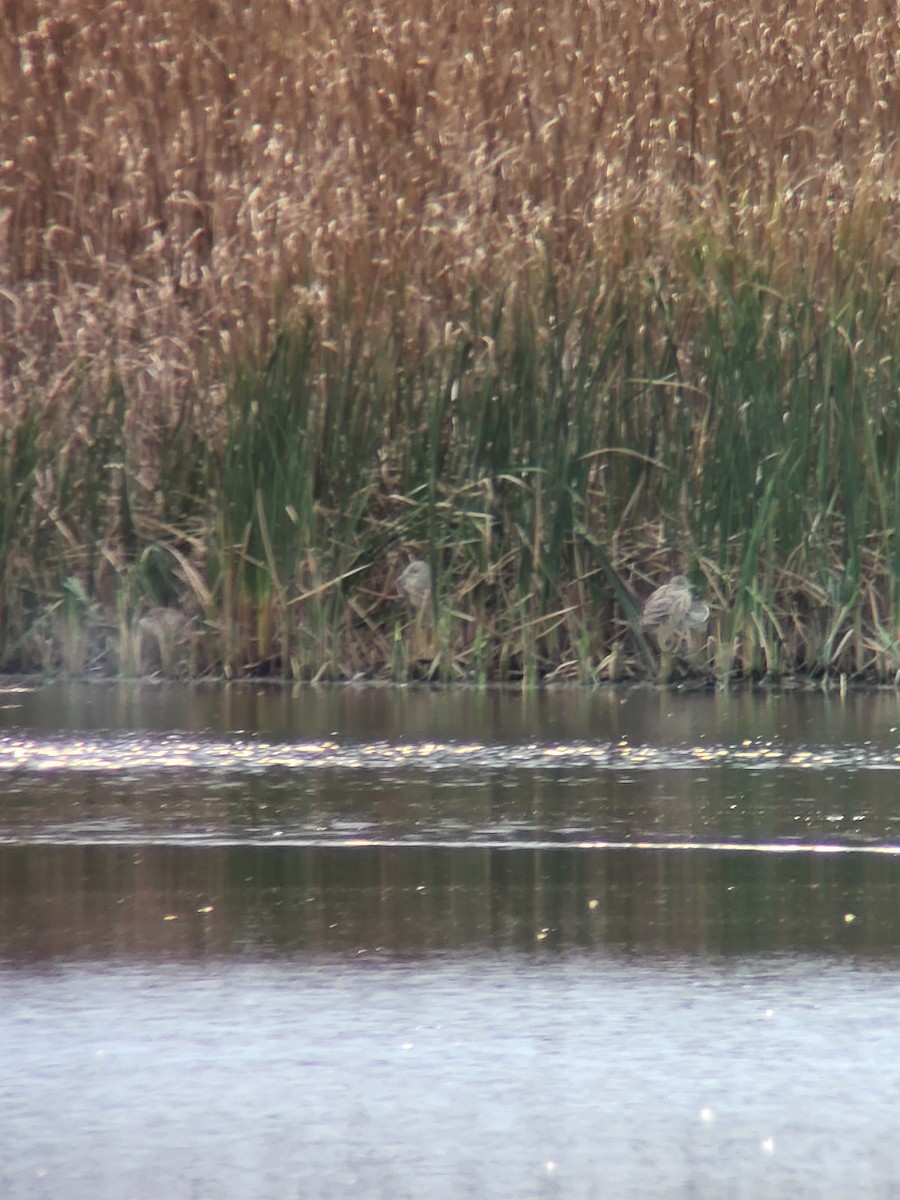Black-crowned Night Heron - ML644113509