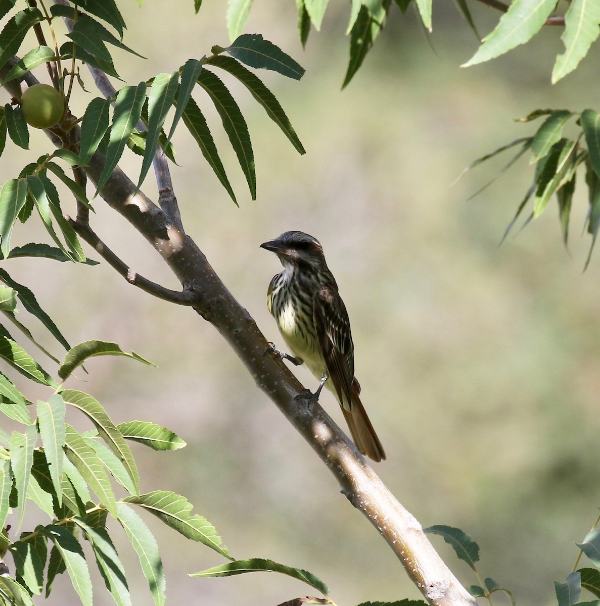 Sulphur-bellied Flycatcher - ML644113524
