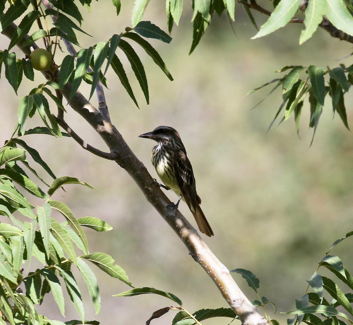 Sulphur-bellied Flycatcher - ML644113525