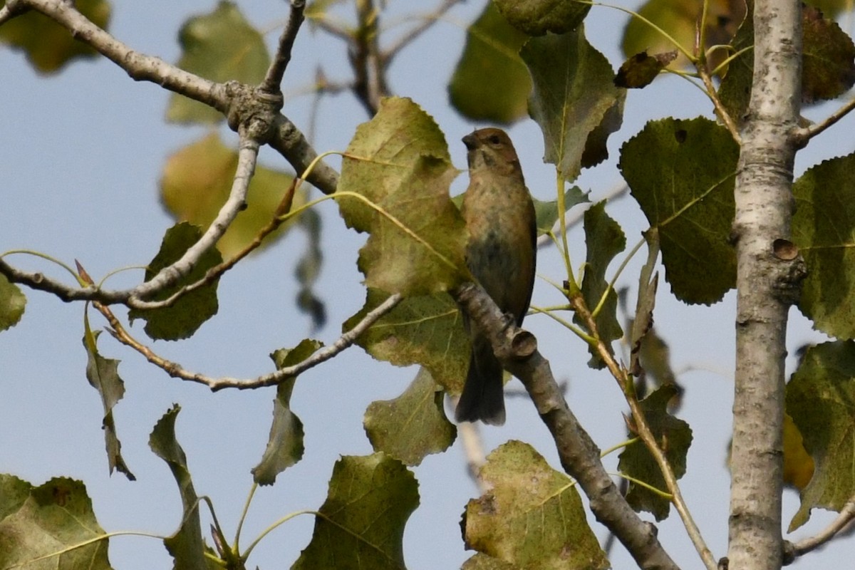 Indigo Bunting - ML644113549