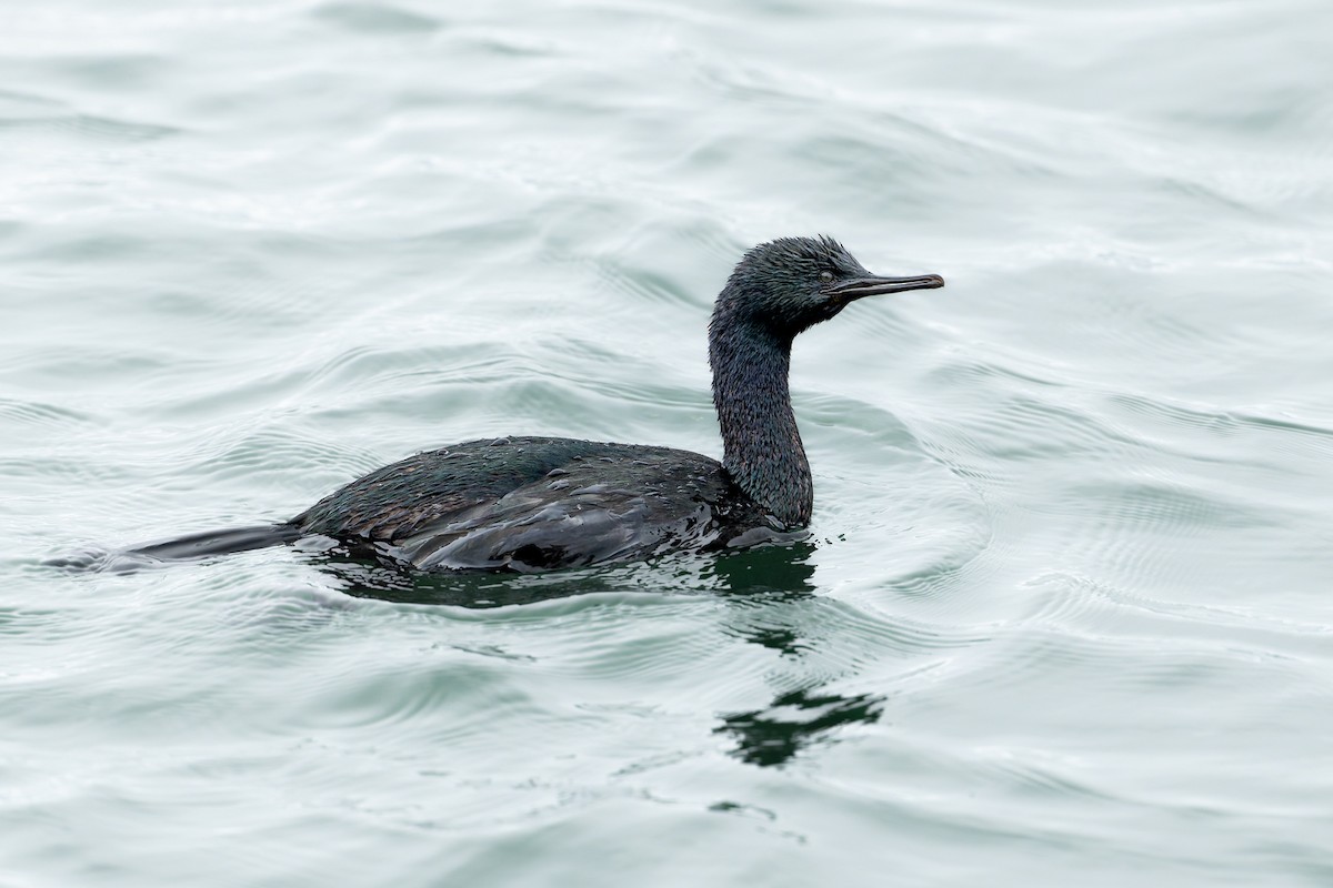 kormorán tichomořský - ML644113552