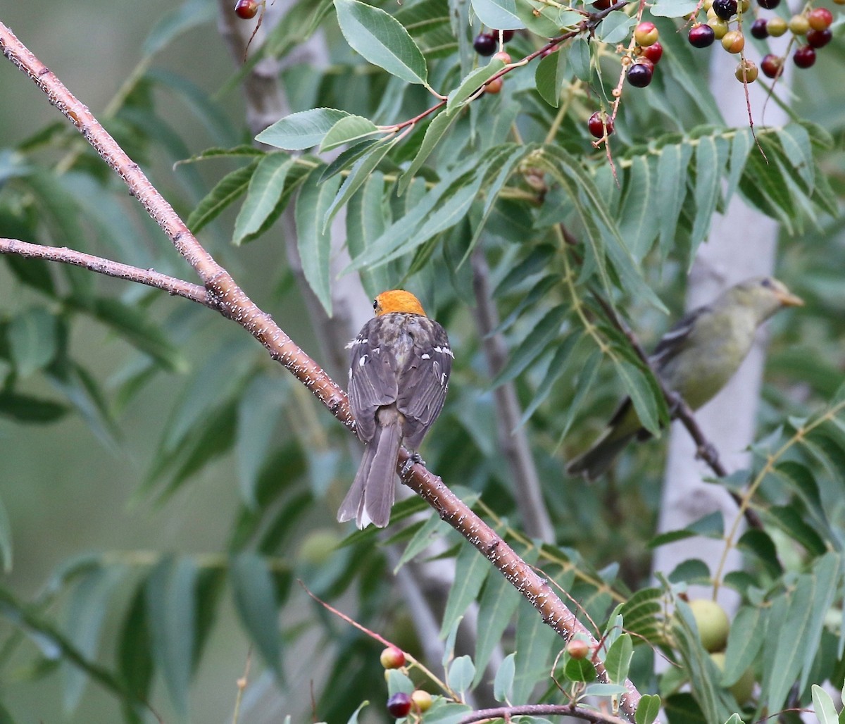 Flame-colored Tanager - ML644113555