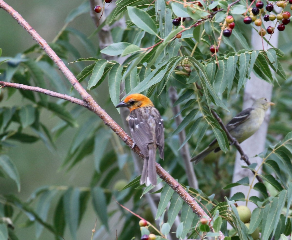 Flame-colored Tanager - ML644113556