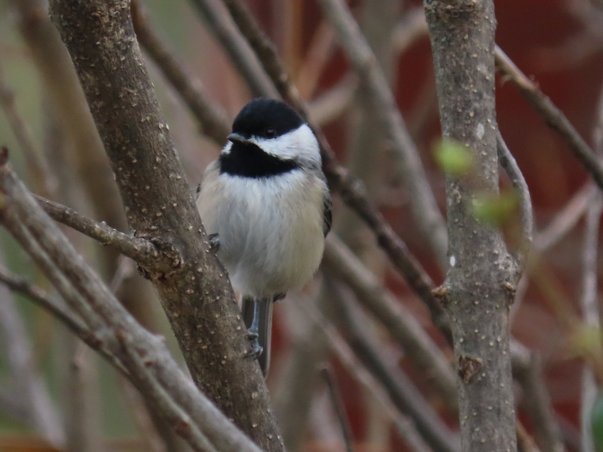 Carolina Chickadee - ML644113557