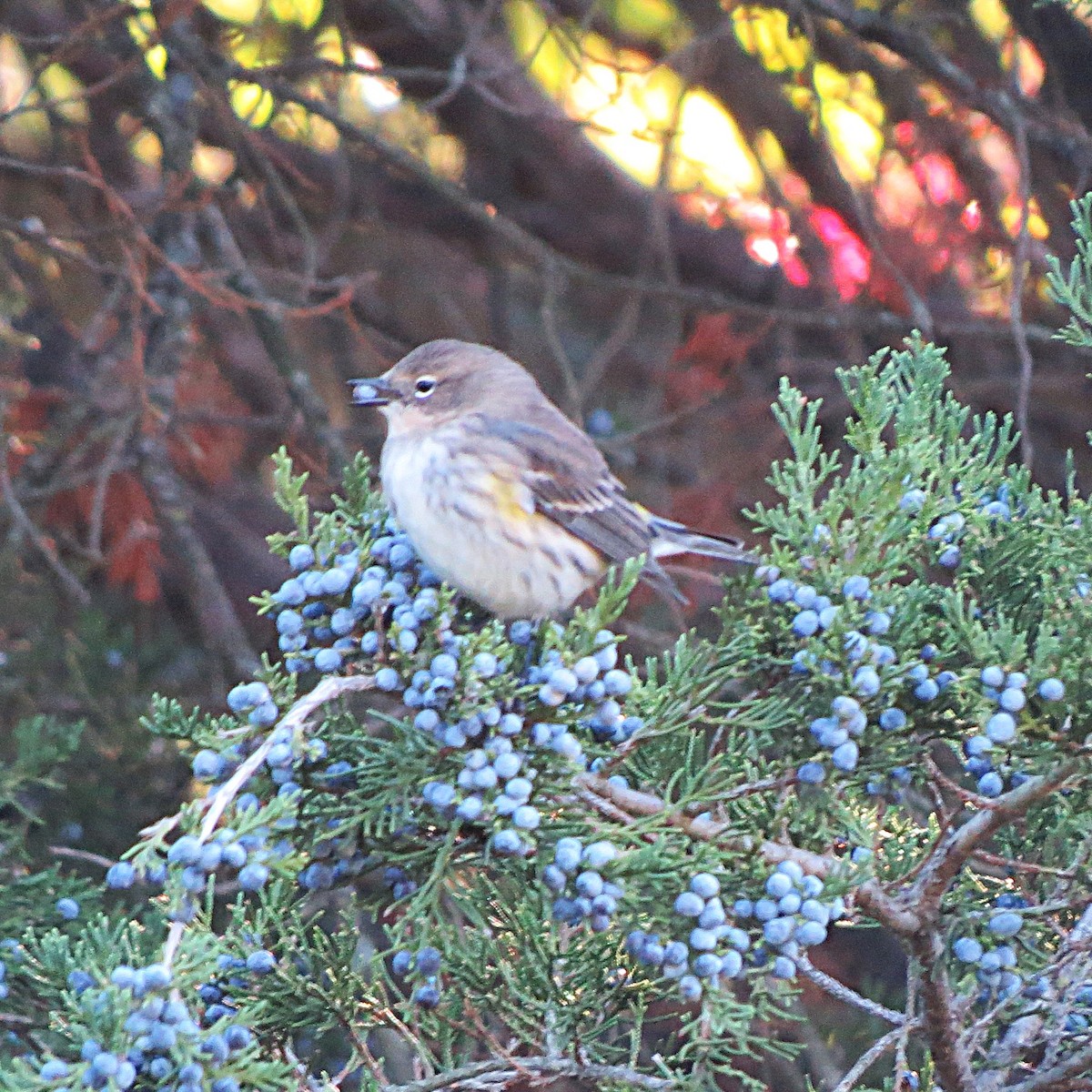 Yellow-rumped Warbler - ML644113571