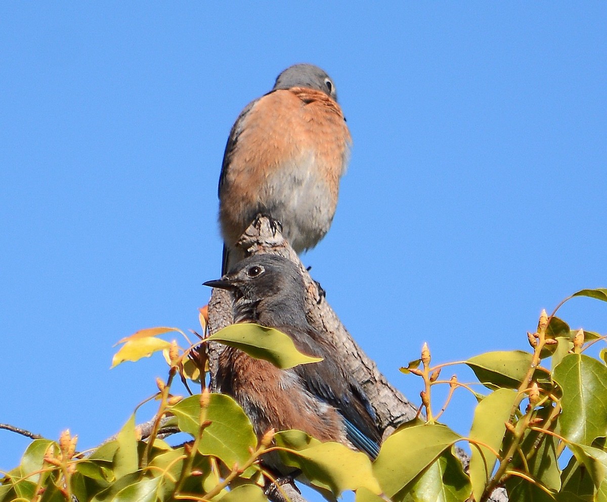 salašník západní - ML644113582