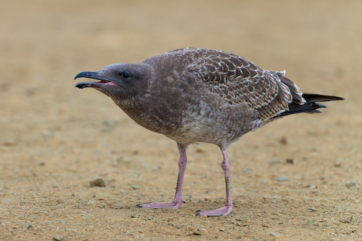 Western Gull - ML644113585