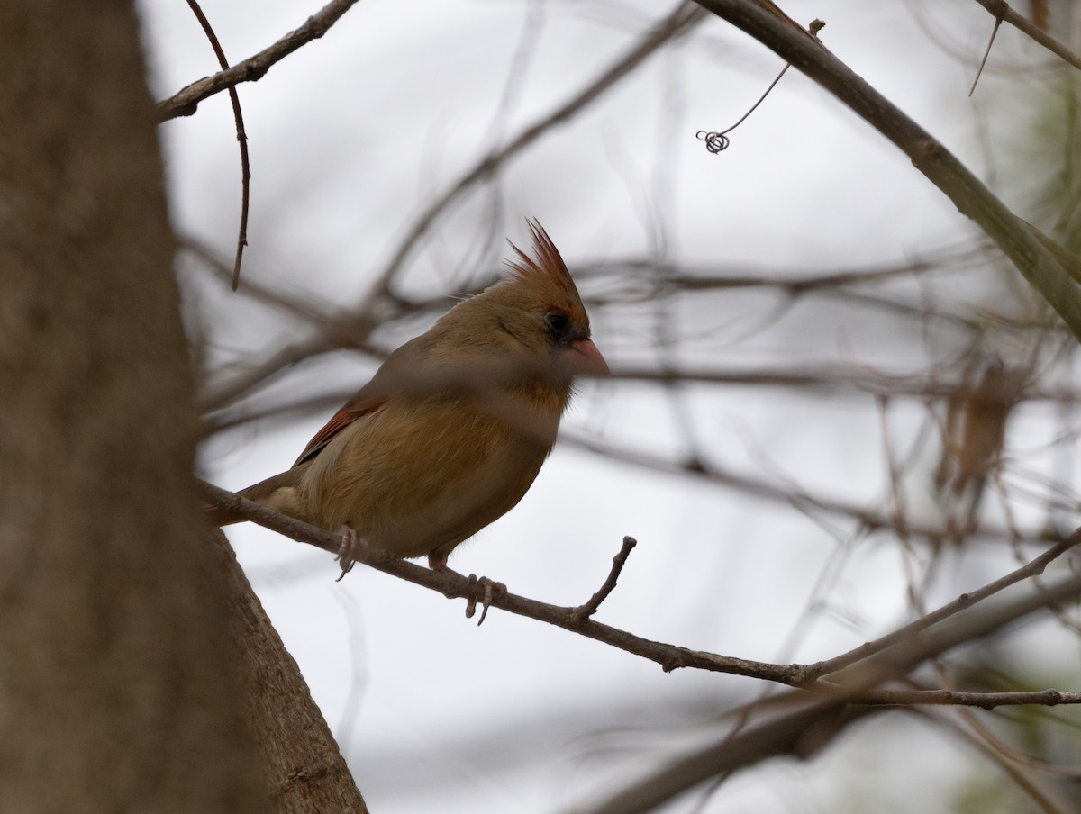 ショウジョウコウカンチョウ - ML644113601