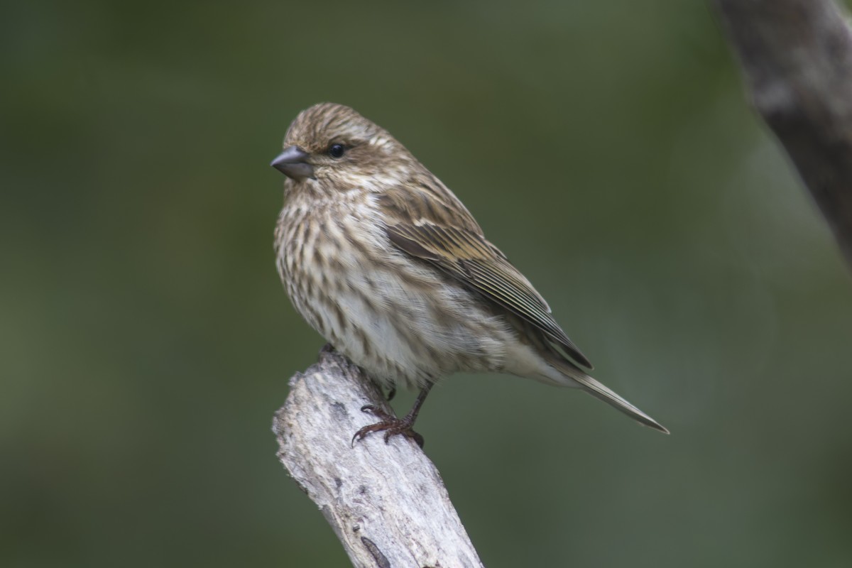 Purple Finch - ML644113613