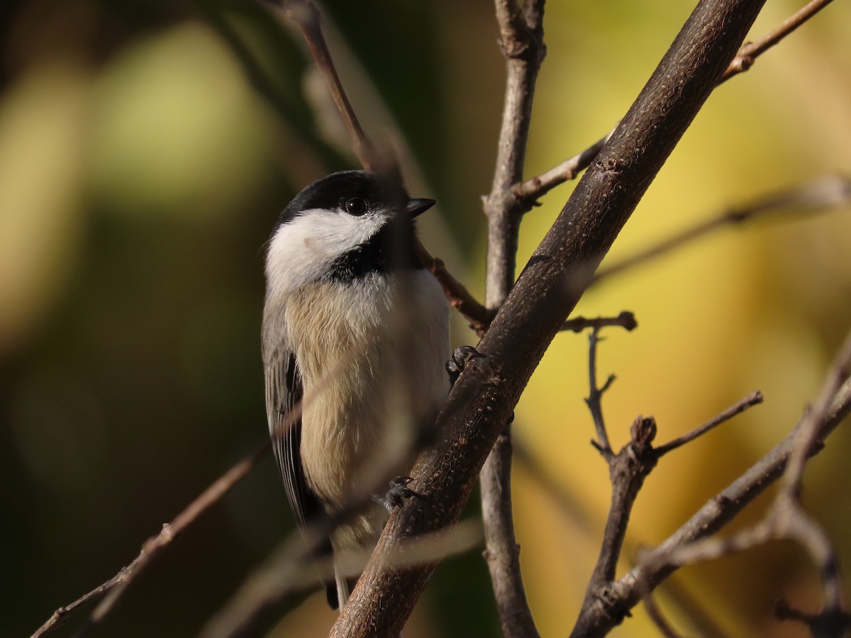 Carolina Chickadee - ML644113615