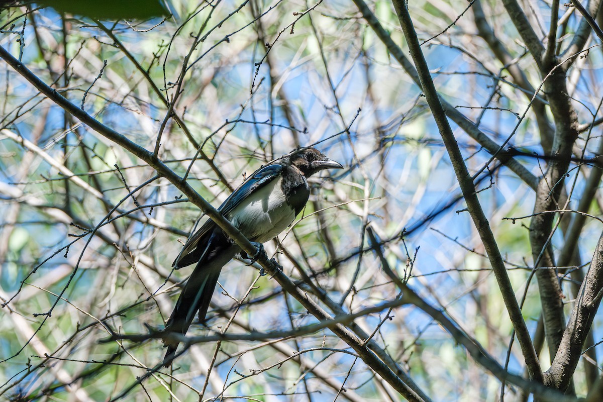 Oriental Magpie - ML644113633