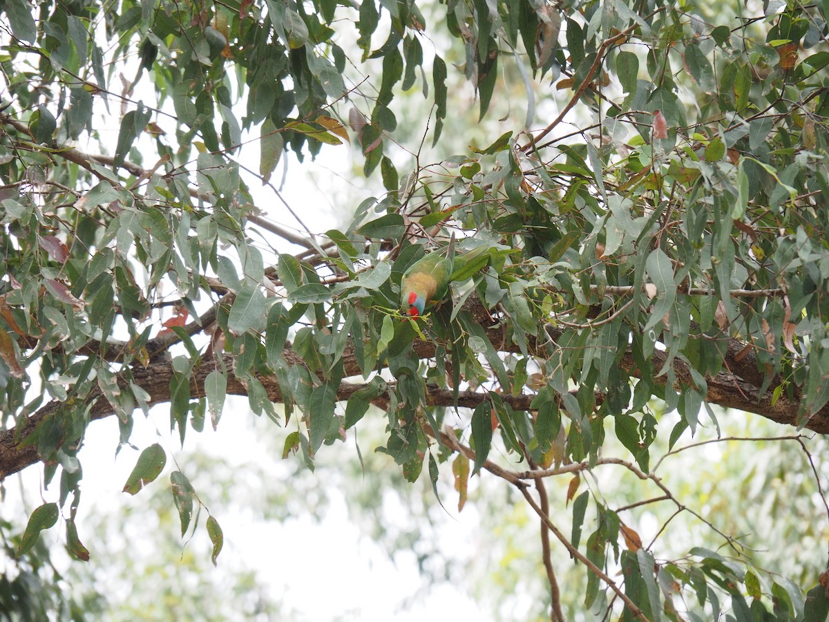 Musk Lorikeet - ML644113665