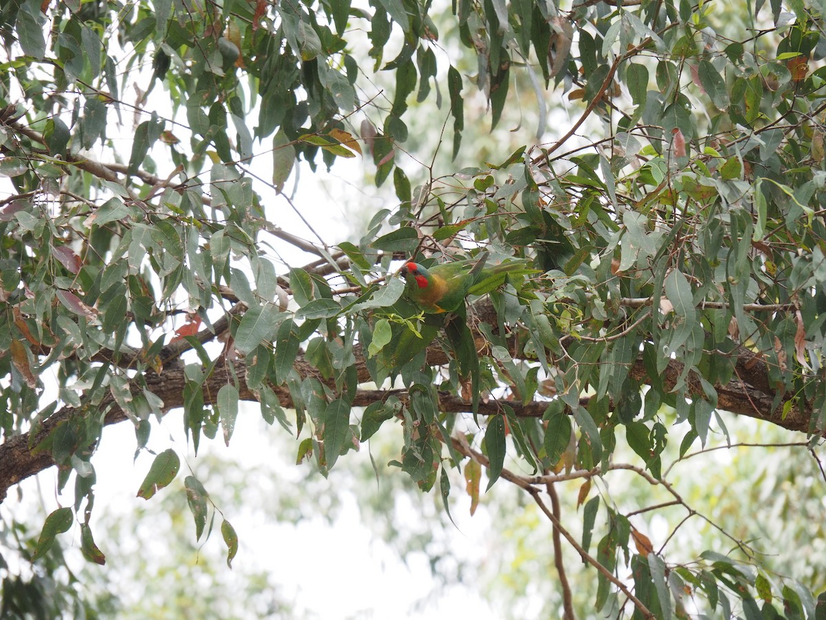 Musk Lorikeet - ML644113666
