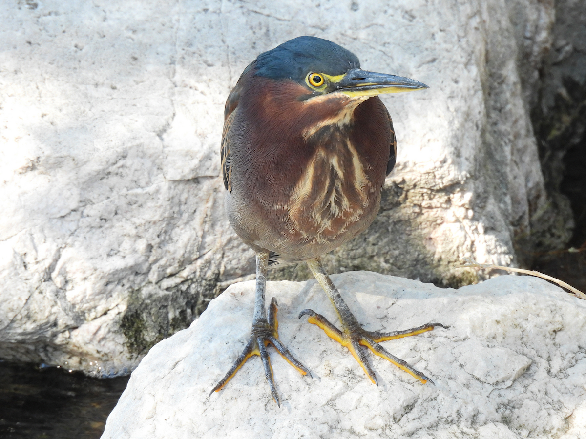 Green Heron - ML644113673