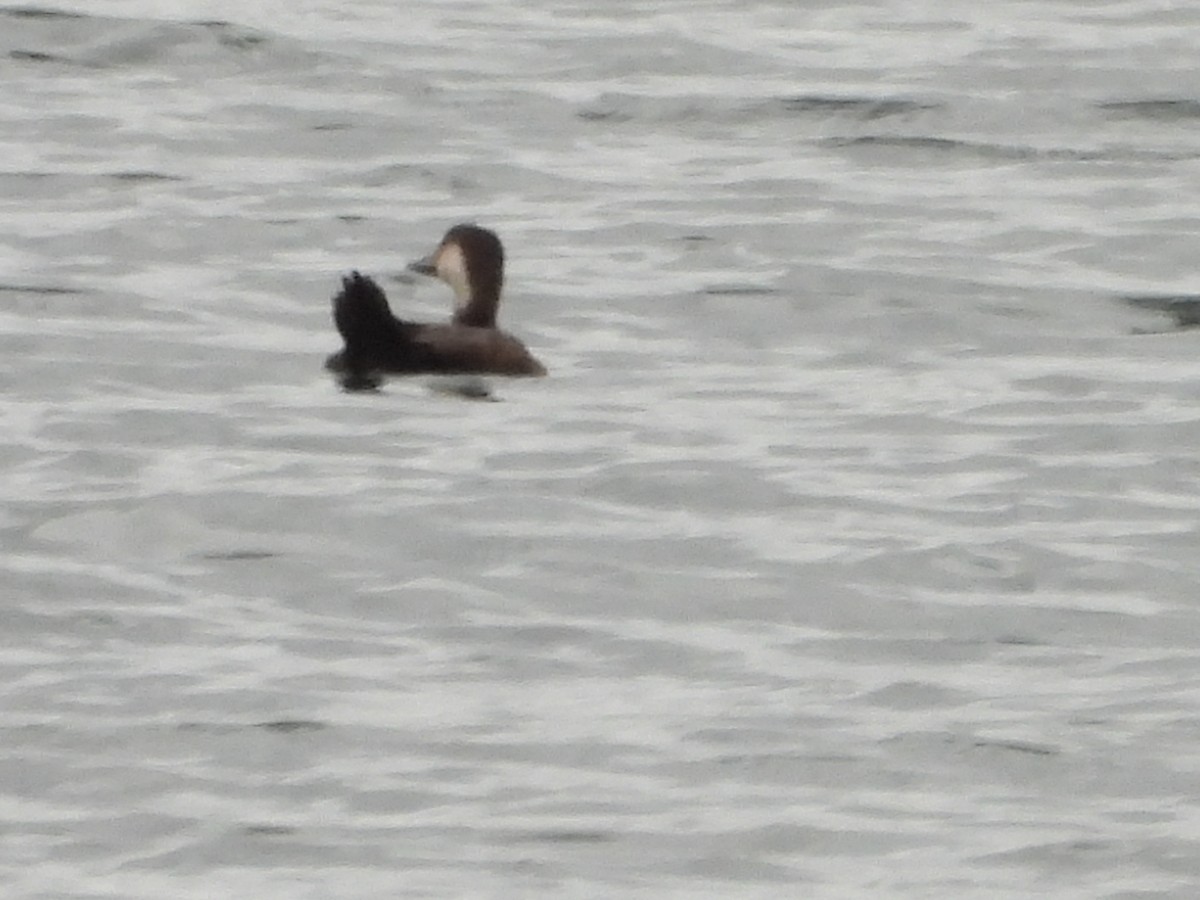 Black Scoter - ML644113675