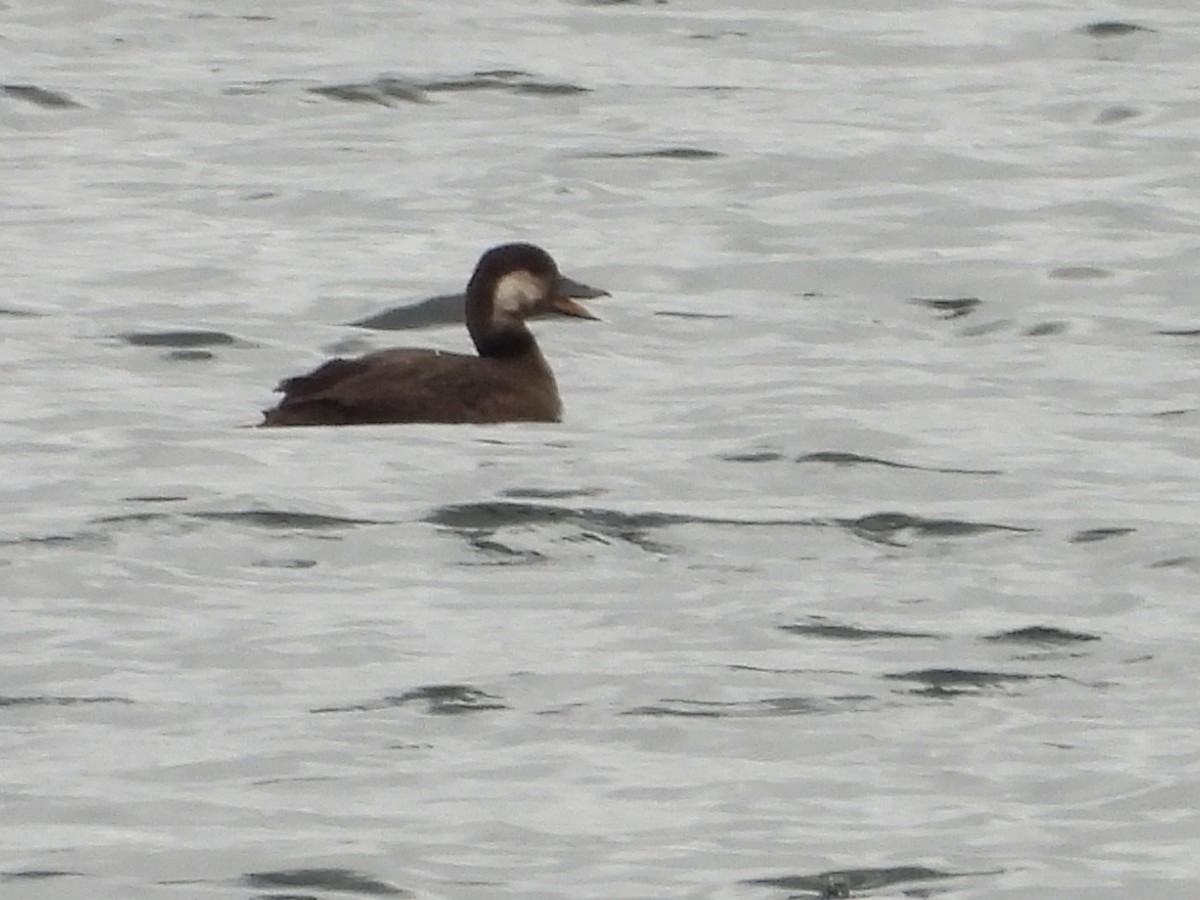 Black Scoter - ML644113676